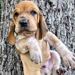 Zion - White male Colombian Fino Hound puppy in Kingston, Tennessee from Fino Hounds USA