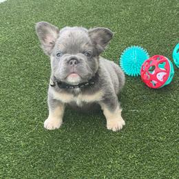 Duke-AKC Fluffy Long Hair - Tricolors male French Bulldog puppy in Palm Coast, Florida from Calypso Island French Bulldogs