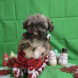 Chocolate sable boy - Chocolate sable male Havanese puppy in Vinita, Oklahoma from Locust Creek Shih Tzu & Havanese