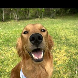 Hazel - Golden Retriever