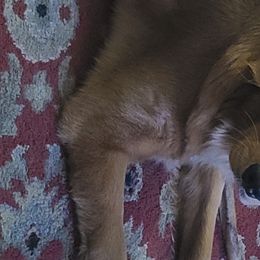 Shadow - Golden Retriever