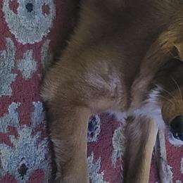 Shadow - Golden Retriever
