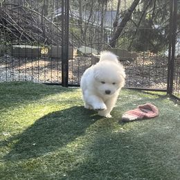 Samoyed Puppies from The Floof Brigade