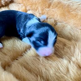 Gardenia - Red tri female Miniature Australian Shepherd puppy in Nashville, Tennessee from Little B’s Aussies