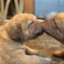 Chesapeake Bay Retriever Puppies from Bay Haven Chesapeakes