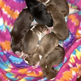 Siberian Husky Puppies from Myths and Legends Siberian Huskies