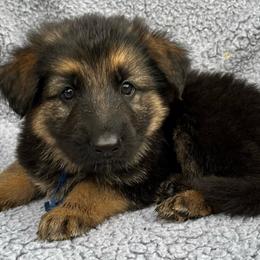 Boy 3 - Black and tan male German Shepherd puppy in Allentown, Pennsylvania from VMH Shepherds