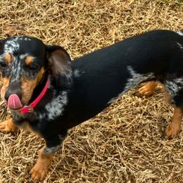 Molly - Dachshund