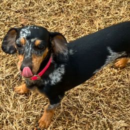 Molly - Dachshund