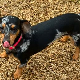 Molly - Dachshund