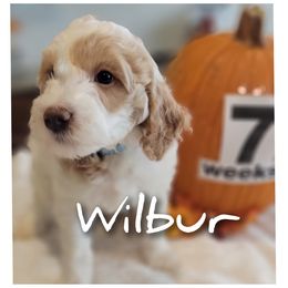 Wilbur- Blue Collar - Parti male Goldendoodle puppy in Fort Worth, Texas from Stacy Warwick