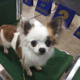 Chihuahua Puppies from Conlin's Chihuahuas