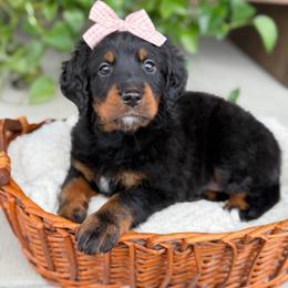 Maple - Unfurnished - Phantom female Bernedoodle puppy in Pittsburgh, Pennsylvania from WestPenn Doodles LLC