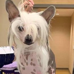 Chinese Crested and Mi-Ki Puppies from Elegant Tiny Paws