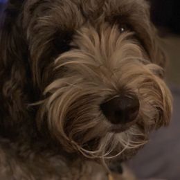 Labradoodles from Life of Riley Labradoodles