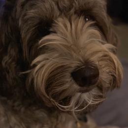 Labradoodles from Life of Riley Labradoodles
