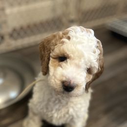 Poodle Puppies from Poodles of New England