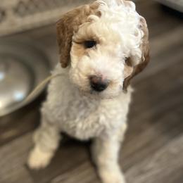 Poodle Puppies from Poodles of New England