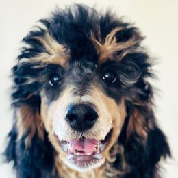 Girl 1 - Phantom Poodle puppy in Utah from Red Mountain Poodles