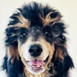 Girl 1 - Phantom Poodle puppy in Utah from Red Mountain Poodles