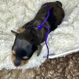 Maggie - Dapple female Dachshund puppy in Atwood, Oklahoma from Holder’s Doxie Farm