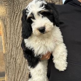 Garnet - Tri-color female Bernedoodle puppy in Horseshoe Bend, Idaho from Over the Moon Poodles and Doodles