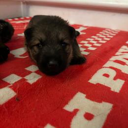 Flame - Sable female German Shepherd puppy in Winters, California from Vom Haefner German Shepherds