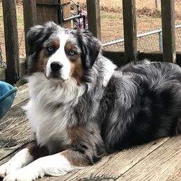 Jake - Miniature Australian Shepherd
