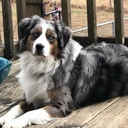 Jake - Miniature Australian Shepherd