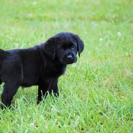 Labrador Retriever Puppies from Cove Labradors