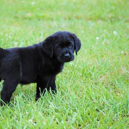 Labrador Retriever Puppies from Cove Labradors