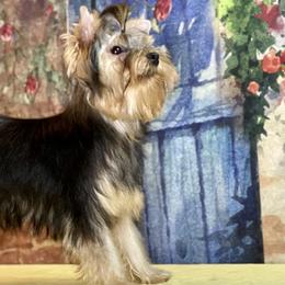 Yorkshire Terrier Puppies from Gator Garden Yorkies