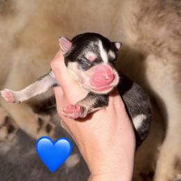 Finch - Black and white male Pomsky puppy in Centerville, Iowa from LJ Kennels Pomskies, LLC
