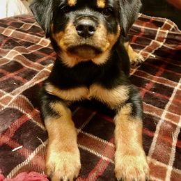 Rottweiler Puppies from FordernBache Rottweilers