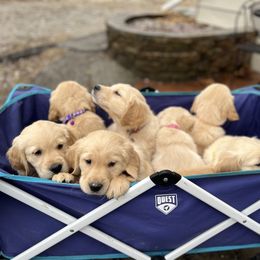 Golden Retriever Puppies from Renko Kennel