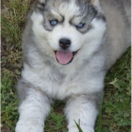 Pomsky and Siberian Husky Puppies from Hudson’s Huskies & Pomskies