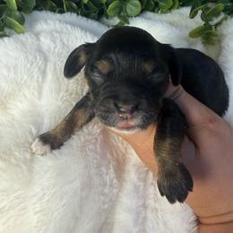 Princess - Brown white and tan female Cockapoo puppy in Mississippi from Ewing Acres