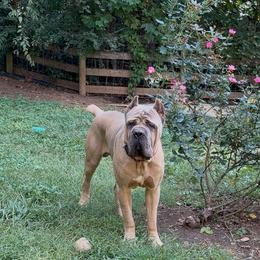 Brabus - Cane Corso