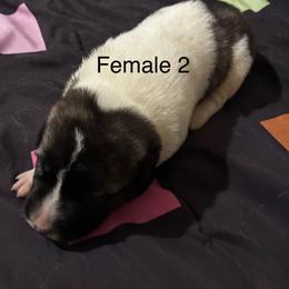 Girl 2 - Biscuit and white female Anatolian Shepherd Dog puppy in Daggett, Michigan from T&S Anatolians
