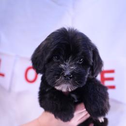 Littles - Black and white female Assorted Doodle Crosses puppy in Sacramento, California from FurKids