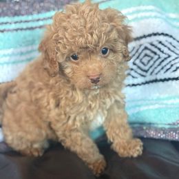 Edmund - Black male Cavapoo puppy in River Falls, Wisconsin from Dottie's Doodles