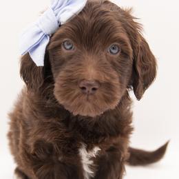 Cinderella - Blue Collar - Chocolate female Labradoodle puppy in Lehi, Utah from Our Little Farm Life Doodles