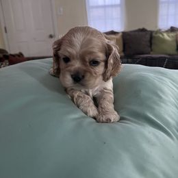 Girl 1 - Cocker Spaniel puppy in Brownsville, Texas from Carino's Cocker Kennel