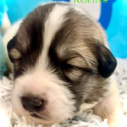 KOBE Green collar male - White and badger male Great Pyrenees puppy in Fair Grove, Missouri from Allen Wags & Woolies