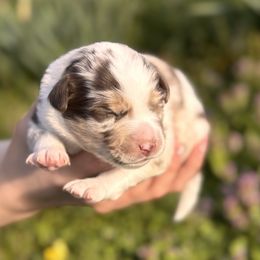 Miniature Australian Shepherd Puppies from Plett Pups