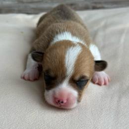 George - Sable male Pembroke Welsh Corgi puppy in Ledbetter, Texas from Texas Pembroke Corgis