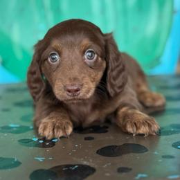 Sierra - Brindle female Dachshund puppy in Hawley, Texas from Foxy’s Dachshunds & Toy Aussies