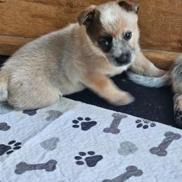 Autumn - Red speckled female Australian Cattle Dog puppy in Cora, Wyoming from Lyla Hinman's Australian Cattle Dogs
