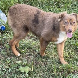 Peaches - Miniature Australian Shepherd