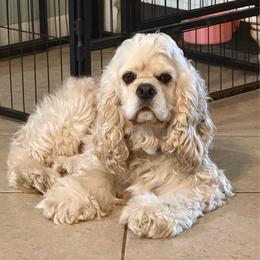 Otis - Cocker Spaniel